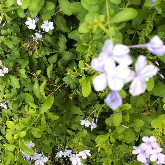 Meet your Posher, Sadie - Picture 1 of 1